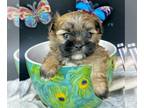 Morkie PUPPY FOR SALE ADN-786059 - Tcup Fiona