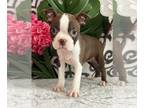 Boston Terrier PUPPY FOR SALE ADN-786102 - Girl boston terrier puppy