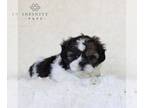 Zuchon PUPPY FOR SALE ADN-786125 - Shichon