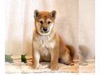 Shiba Inu PUPPY FOR SALE ADN-786126 - Roxie