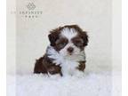 Zuchon PUPPY FOR SALE ADN-786127 - Shichon