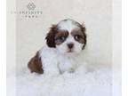 Zuchon PUPPY FOR SALE ADN-786132 - Shichon