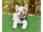 French Bulldog PUPPY FOR SALE ADN-786138 - Isabella Fawn Pied female