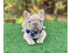 French Bulldog PUPPY FOR SALE ADN-786139 - Isabella Fawn male
