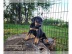 Catahoula Leopard Dog PUPPY FOR SALE ADN-786140 - BeBe