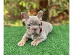 French Bulldog PUPPY FOR SALE ADN-786142 - Isabella and Tan male