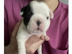 French Bulldog PUPPY FOR SALE ADN-786146 - French bulldog