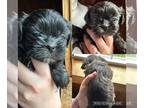 Shih Tzu PUPPY FOR SALE ADN-786154 - Male ShihTzu Puppy
