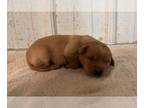 Labrador Retriever PUPPY FOR SALE ADN-786156 - Litter of 7 lab puppies