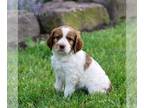 English Springer Spaniel PUPPY FOR SALE ADN-786157 - AKC English Springer