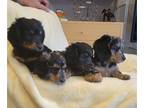 Dachshund PUPPY FOR SALE ADN-786158 - 8 wk old long haired mini dachshunds