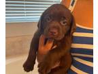 Labrador Retriever PUPPY FOR SALE ADN-786159 - Chocolate Female LP 1