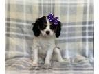 Cavalier King Charles Spaniel PUPPY FOR SALE ADN-786160 - Rory
