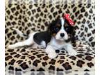 Cavalier King Charles Spaniel PUPPY FOR SALE ADN-786166 - Missy