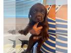 Labrador Retriever PUPPY FOR SALE ADN-786167 - Chocolate M LP3