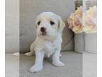 Maltipoo PUPPY FOR SALE ADN-786180 - Maltipoo