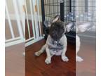 French Bulldog PUPPY FOR SALE ADN-786198 - French bulldog