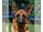 German Shepherd Dog DOG FOR ADOPTION ADN-785869 - Female Spayed Adult for