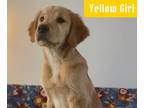 Golden Retriever DOG FOR ADOPTION ADN-786199 - Golden Retriever Yellow Girl