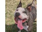 Adopt Maple a Pit Bull Terrier