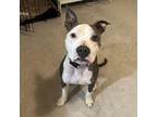 Adopt Maple a Pit Bull Terrier
