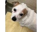 Adopt 19609 a Jack Russell Terrier