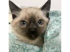 Adopt May Flowers a Siamese, Domestic Short Hair