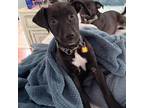 Adopt Arya a Black Labrador Retriever