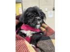 Adopt Stormie a Shih Tzu, Mixed Breed