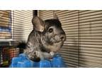 Adopt Roo a Chinchilla