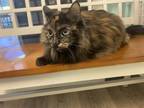 Adopt Cierra Ann a Domestic Long Hair