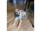 Adopt Emma - Best Puppy! a Shepherd