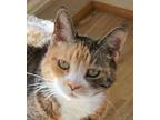 Adopt Cheezy a Calico, Domestic Short Hair