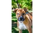 Adopt Bobbi a Shepherd, Boxer