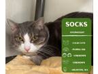 Adopt Socks a Domestic Short Hair