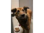 Adopt Hazel a Mixed Breed