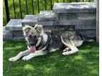 Adopt Cookie dough a German Shepherd Dog