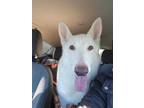 Adopt Hailey II a German Shepherd Dog