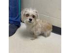 Adopt Lissy a Silky Terrier