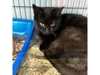 Adopt Lisa a Domestic Short Hair