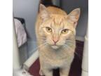 Adopt Chesta a Domestic Short Hair