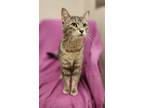 Adopt Clara a Domestic Short Hair