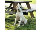 Adopt Gracie a Mixed Breed, Yellow Labrador Retriever