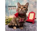 Adopt Cinnamon a Domestic Short Hair