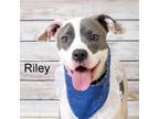 Adopt Riley a Pit Bull Terrier
