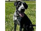 Adopt Marley a Border Collie, Mixed Breed