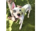 Adopt MAGNOLIA a Pit Bull Terrier, Mixed Breed
