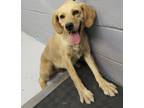 Adopt 86526 a Labrador Retriever, Golden Retriever