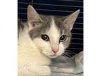 Adopt Highway Don`t Care a Domestic Short Hair