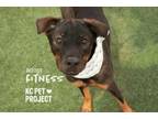 Adopt Fitness a Mixed Breed
